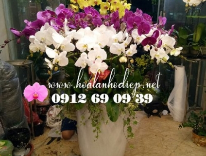 Địa chỉ bán hoa lan hồ điệp uy tín nhất HÀ NỘI giá rẻ