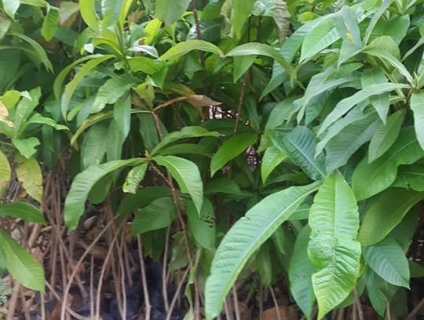 bán cây hoa ngọc kỳ lân