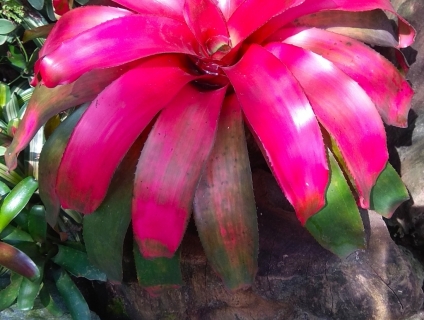 Cây bán cạn , sân vườn , tiểu cảnh hồ koi