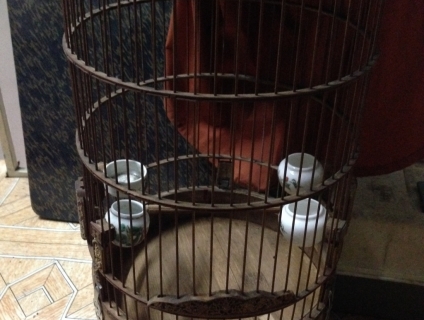 Cần thanh lý 10 cái lồng chim Sâu - Khuyên