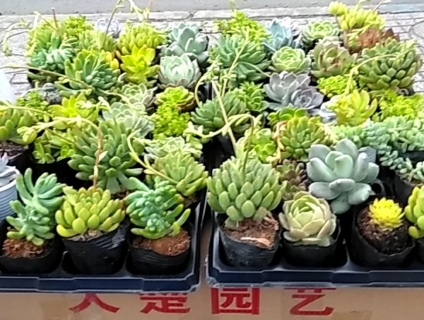 Ban SenDa so luong lon chi tu 25k Re oi la re