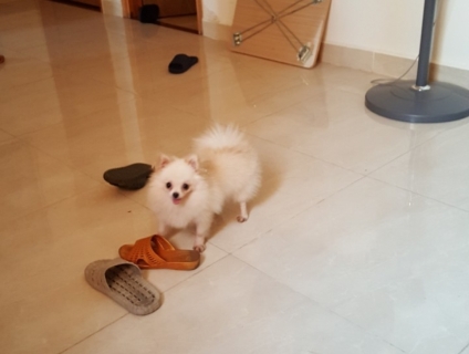 Cần Bán Chó Phốc Sóc Cái  tại Quận 2