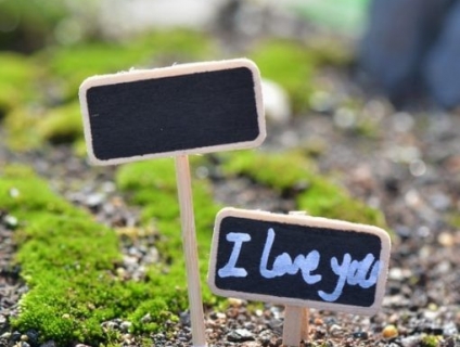 Chuyên cung cấp các loại cây cảnh văn phòng, cây cảnh để bàn, cây cảnh