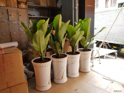 Cây đại phú gia + chậu to cao