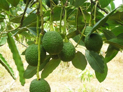 Bán giống bơ Hass năng suất chất lượng quốc tế