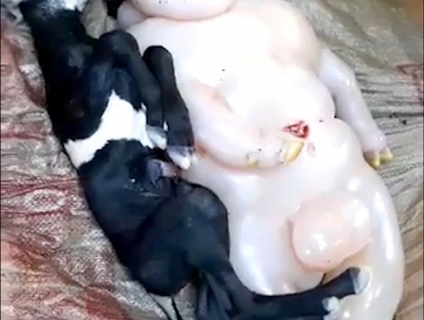 Kinh dị dê đẻ ra quái thú nửa người nửa lợn