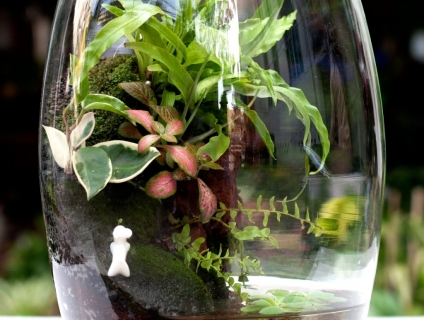 Terrarium lọ thủy tinh Oval trồng cây nuôi cá trang trí đẹp và độc đáo