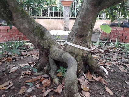 Bán mai vàng.Góc 65cm 60cm.Hoành 63.Cao 6m.. 0392026806 or 01682493682