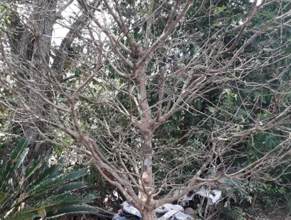 Bán mai vàng.Góc 50cm.Hoành 55cm.Cao trên 3.5m..Giá 30tr...0392026806