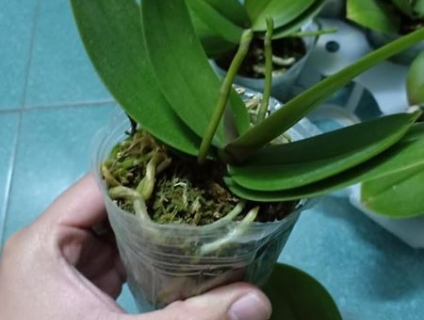 Hồ Điêp Mini 2 ngồng - cho hoa Tết