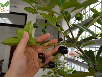 Cherry - Loại cây "Thần Thánh" tốt cho sức khỏe của bạn