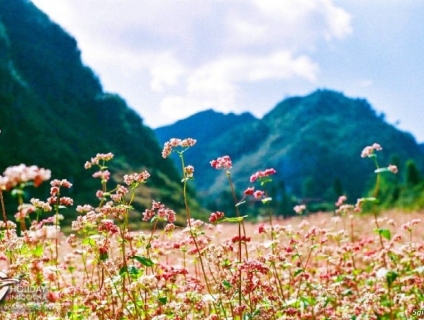 tour Hà Giang ngày 8,9,10/11/2019