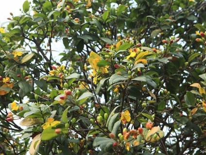 mai tứ quý tam đa trên 40 tuổi