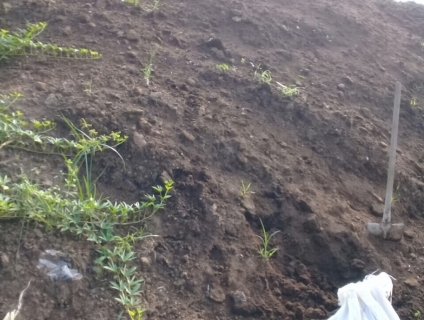 Cung cấp phân bò ủ