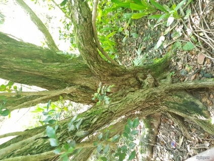 Cần bán cây nguyệt quế cổ thụ