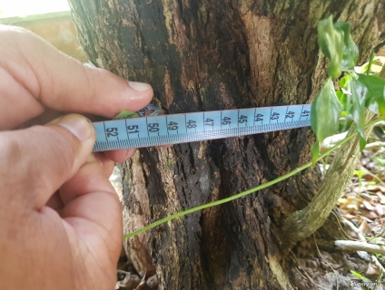 Cần bán 2 cây nguyệt quế lâu năm