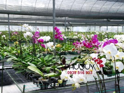 Vườn Lan Hồ điệp - Chuyên cung cấp lan hồ điệp giá sỉ trên toàn quốc