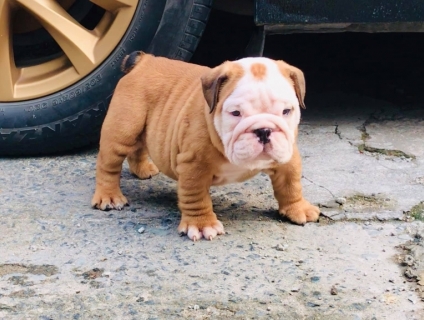 Bull anh 90 ngày tuổi