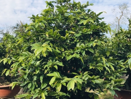 Bán và Cho Thuê Mai Tết 2020