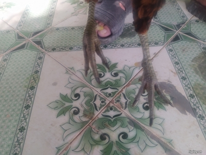 Cần Bán Gà Asil Mỹ