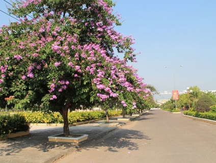Bán cây bằng lăng ổi công trình tại Bình Long