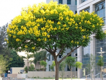 Thông tin cây giáng hương công trình