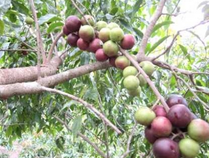 Bán cây đỗ mai (cây anh đào) tại Bình Long