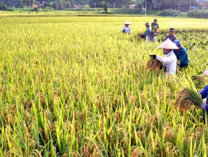 Phương pháp thu hoạch và bảo quản