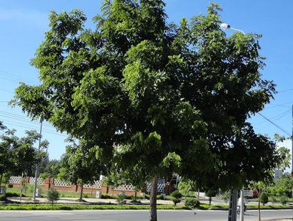 Bán cây sao đen công trình tại Bình Long