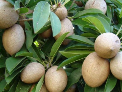 Bán cây sa pô chê công trình tại Bình Long