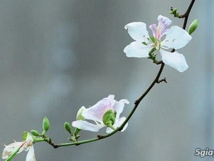 Vẻ đẹp của hoa ban tráng cùng cới cách trồng cây hoa ban trắng