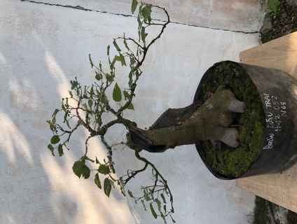Giao lưu cây dâu siêu trái bonsai lũa