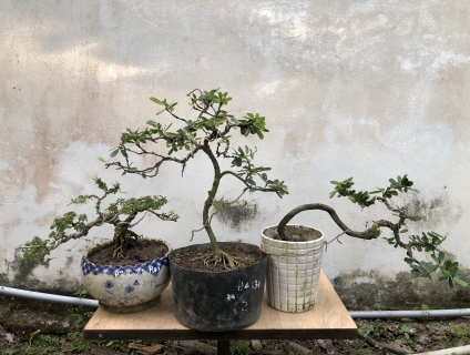 Giao lưu bộ 3 linh sam dáng thế ls siêu bông,ls hạt gạo