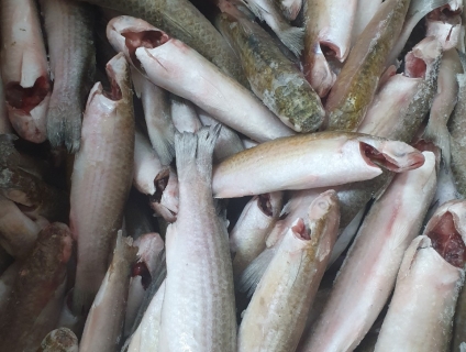 Cần bán cá đối làm sạch cấp đông cung cấp sỉ cho quán, suất ăn