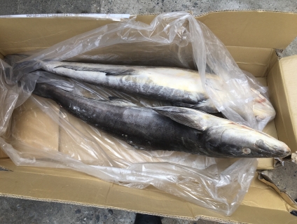 Cần bán cá bớp nguyên con cấp đông cung cấp nhà hàng quán nhậu