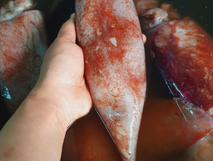 Cần bán sỉ mực xà đông lạnh cam kết chất lượng giá tốt