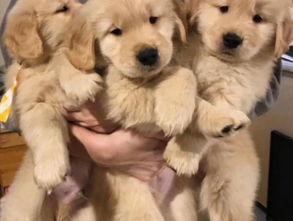 Bán cún Golden thuần chủng tại nhà Quận 7
