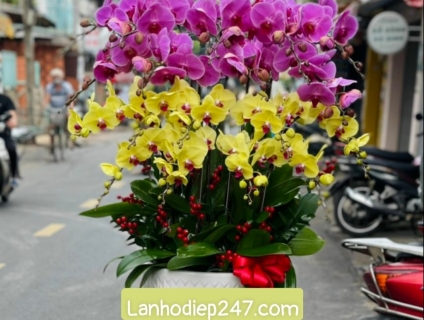 Hoa tuoi tphcm 24/7 chuyen phan phoi Lan Ho Diep lon nhat toan quoc