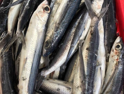 Cá chuồn đông lạnh phân phối sỉ số lượng lớn