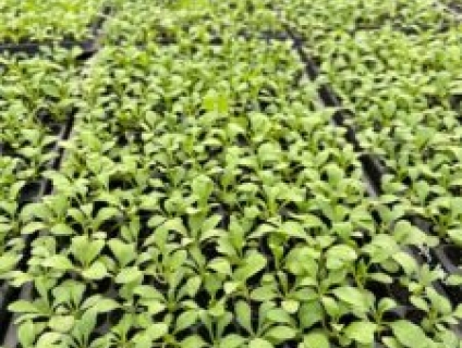 Mua cây giống hoa dạ yến thảo chất lương, uy tín ở đâu?