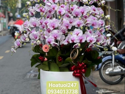 Điện hoa tươi tphcm 24/7 chuyên hoa Lan Hồ Điệp cao cấp số 1 Việt Nam