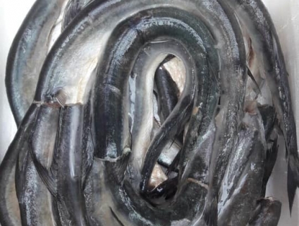 Cần bán cá xương xanh cắt đầu làm sạch sỉ