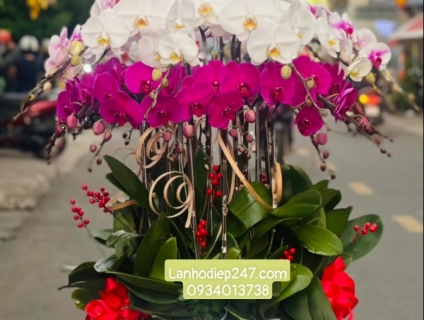 Hoa tươi sài gòn 24/7 chuyên cung cấp lan hồ điệp đẹp tặng sinh nhật