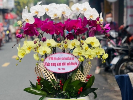 Hoa Tana đẹp giá rẻ tại Hồ Chí Minh