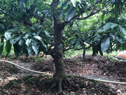 Thanh lý nguyên vườn cho ae về bán tết