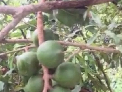 Macca Sấy Kbang - Gia Lai