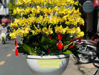 Shop hoa tuoi 24/7 tphcm phục vụ hoa lan hồ điệp uy tín toàn quốc