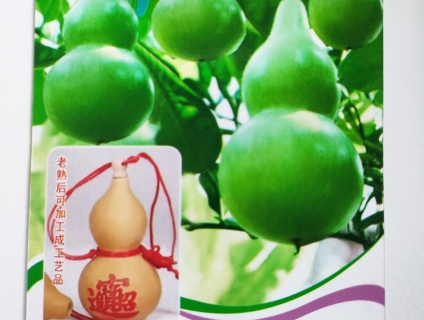 Nơi phân phối, cung cấp Sỉ Lẻ Hạt giống Bầu hồ lô