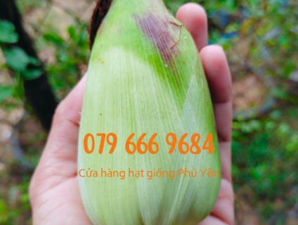 Hạt giống bắp nếp nù sữa