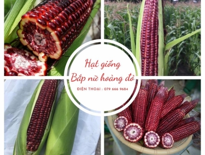 Hạt giống bắp nữ hoàng đỏ